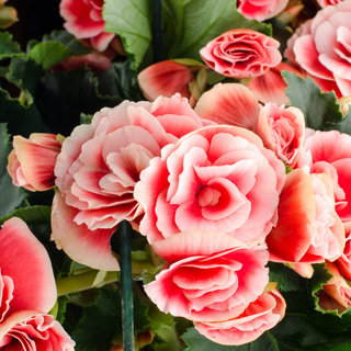 Pink flowering begonia plants